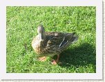 1344-Duck at Canonteign Falls * 800 x 600 * (149KB)